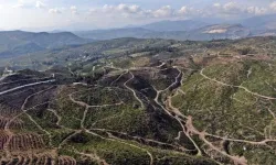 Büyük felaket yaşayan Antalya’da ormanlar masaya yatırıldı