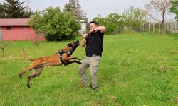 Dedektör köpek Hulk’un doğum günü kutlandı