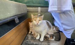 Antalya’da özel yapım aracını anne kedi ve yavrularına tahsis etti