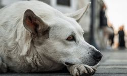 Antalya Döşemealtı’nda sokak köpekleri alarmı.. başıboş sokak köpekleri sayısı giderek artıyor