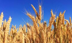 Buğdaydan müjdeli haber geldi… Ambarlarımız buğday dolu…