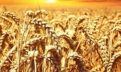 Antalya’da buğday bereketi yaşanacak