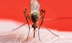 Antalya Büyükşehir mücadele ediyor sivrisinek bitmiyor