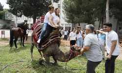 Öğretmenlerin deve sınavı görenleri gülümsetti