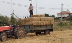 Antalya’da hasat zamanı… Sapla saman birbirinden ayrılıyor