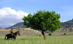 Türkiye’de nadir bulunan Antalya’ya özgü at kurtuldu