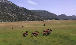 Osmanlı’dan gelen Yılkı atları Antalya’nın dağlarında özgürce yaşıyorlar