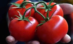 Antalya domatesinde fiyatlar yüzde 87 arttı
