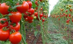 Tarımın başkenti Antalya'da Ukrayna tedirginliği