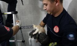 Manavgat'ta yavru kedi operasyonu... İtfaiye ile kurtarıldı
