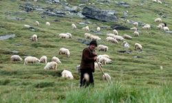 Isparta'da çobanlar için dev proje… Ev rahatlığında çobanlık