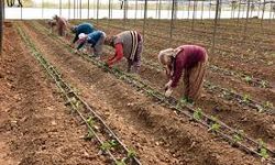Antalya tarımına girdi darbesi… Yılın en yüksek artışları