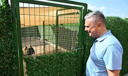 Muratpaşa Belediyesi’nden sokak hayvanları için beklenen açıklama: “Denge sağlanmalı”