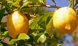 Limonun tadı kaçtı... Tarımın başkenti Antalya’da limonun fiyatını görenler inanamadı