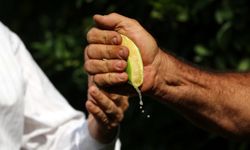 Erken hasat edilen limonlarda kalite düştü… Tüketici memnuniyetsiz