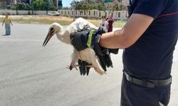 Serik’te yaralı leylek operasyonu… Uçamayan leylek İtfaiye ekipleri tarafından kurtardı