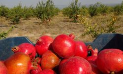 Mersin’de ilk hasadı yapılan ürün dağıtıma çıktı… Çiftçiler bu kez umutlu