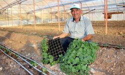 Antalya, Kumluca'da domates üretimi azaldı… Tarım için çanlar çalıyor!