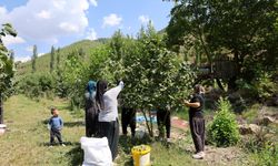 Karadeniz’deki fındığı Akdeniz’de ekti, hasadını yapıyor