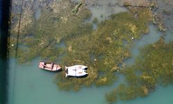 Türkiye’nin en ünlü nehri Seyhan yosunlarla kaplandı