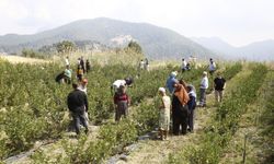 Antalya Büyükşehir Belediyesi destek verdi Antalya’da süper meyveler hasat edildi