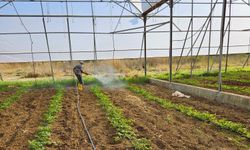 Antalya’nın Serik Belediyesi’nden Çandır seralarına verimlilik için bakım ve ilaçlama çalışmaları