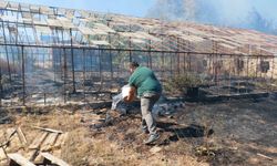 Antalya Muratpaşa'da sazlık yangını çıktı 3 sera zarar gördü