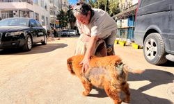 Görme ve işitme engelli ‘çarşaf’ adlı köpek kurtarıldı