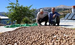 Adana’nın Saimbeyli Çeralan cevizi tescil yolunda gidiyor