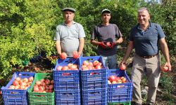 İklim değişikliği narda kaliteyi düşürdü