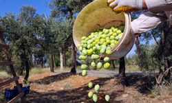 Zeytin severlere kötü haber... Zeytine zam yolda