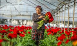 Türkiye’de süs bitkileri Antalya’dan yayılıyor… Neredeyse yarısı Antalya’dan ihracat ediliyor