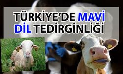 Korkutan alarm, ‘Mavi Dil Hastalığı’ nedeniyle karantina kararı alındı