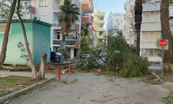 Antalya'da fırtına ağaçları devirdi, seraları yıktı