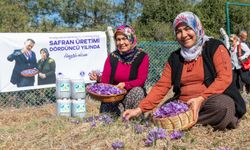 Mersin’in o ilçesinde safran bereketi