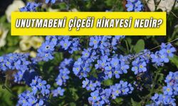 Unutmabeni Çiçeği Hikayesi Nedir? Ne Anlama Gelir?