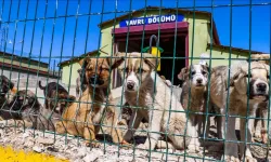 Candost’tan ‘Hayvan Refahı’ vaatlerine sert sözler… “Pitbullar itlaf edilir, küçük ırklar vitrinde sergilenir”