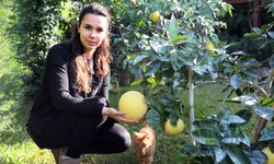 Türkiye’nin en ilginç narenciye türleri Antalya’da… Görenler inanamadı