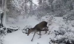 Kar yağışı sonrası yemek arayan kızıl geyikler yol kenarında görüntülendi