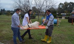 Konyaaltı Belediyesi’nden hayvan bakım ve hijyen eğitimi