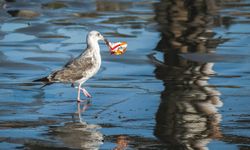 Mikroplastik tehdidi Akdeniz’i sarıyor… Dakikada 33 bin plastik atık