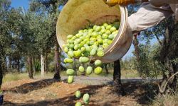 Rapor umut verdi… 204 milyon ağaçtan 3,6 milyon ton zeytin