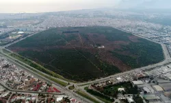 “Vakıf zeytinliği yok olmadan önce harekete geçmeliyiz”