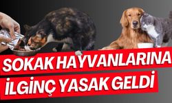 Sokak hayvanlarına ilginç yasak… İzinsiz hayvan beslenemeyecek!