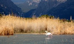 Kemer'de flamingo sürprizi