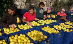 Limonda yoğun hasat dönemi Fiyatı 6-7 TL'ye kadar düştü