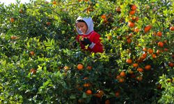 Türkiye’de mandalina krizi… Havalar ısındı verim düştü