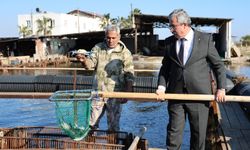 İç piyasada tüketilmeyen mavi yengece yurt dışı talebi