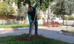 Nazilli Belediyesi’nden parklarda bakım ve ağaç dikim çalışması