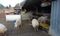 Tavuğunu tilki kapan Zavadanak Bekir'den tilkiye gülümseten sitem